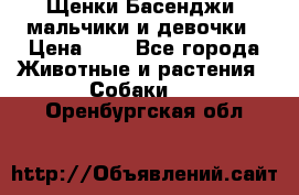 Щенки Басенджи ,мальчики и девочки › Цена ­ 1 - Все города Животные и растения » Собаки   . Оренбургская обл.